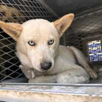 Thumbnail photo of Coyote #2