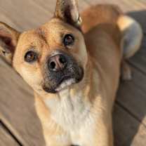 Thumbnail photo of Brown #1