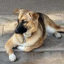 Thumbnail photo of Carmen #3