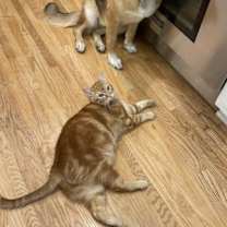 Thumbnail photo of Carmen #4