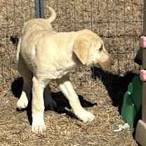 Thumbnail photo of Noggin #3