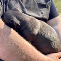 Thumbnail photo of SHY SPROUT #1