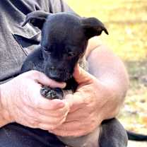 Thumbnail photo of SHY SPROUT #2