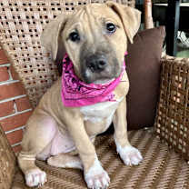 Thumbnail photo of SOFIE #3