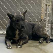 Thumbnail photo of Otis #2