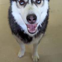 adopt-pet
