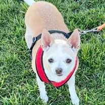 adopt-pet