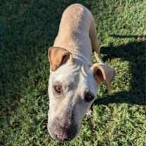 Thumbnail photo of Tuff II #4