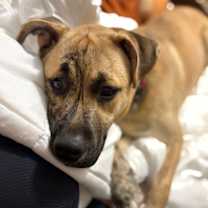 Thumbnail photo of Wally VI #2