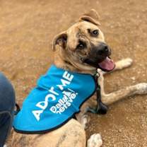 Thumbnail photo of Wally VI #3