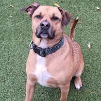 Thumbnail photo of Rebel #2