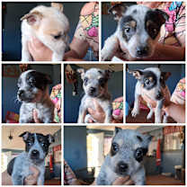 adopt-pet