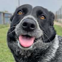 Thumbnail photo of Zinger #1