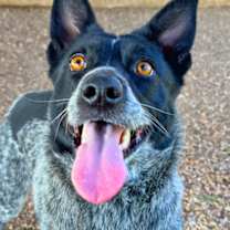 Thumbnail photo of Zinger #3