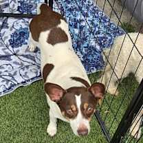 Thumbnail photo of Ruby #1