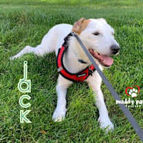 Thumbnail photo of Jack (Courtesy Post) #2