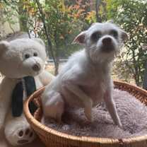 Thumbnail photo of Chloe #1