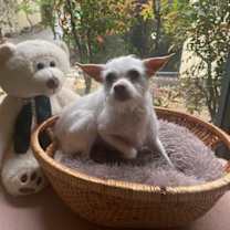 Thumbnail photo of Chloe #2