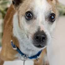 Thumbnail photo of Boomer #1