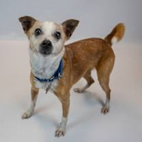 Thumbnail photo of Boomer #2