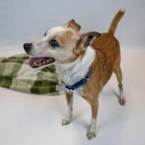 Thumbnail photo of Boomer #3