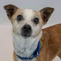 Thumbnail photo of Boomer #4