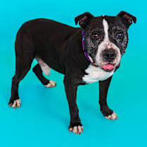 Thumbnail photo of Poppy #1