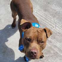 Thumbnail photo of Ace - Adoption fee fully sponsored! #3