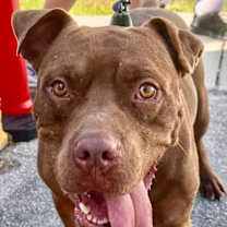 Thumbnail photo of Ace - Adoption fee fully sponsored! #4