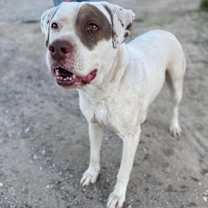 Thumbnail photo of JOHNNY #2