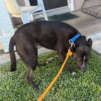 Thumbnail photo of MACY #4