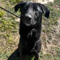 Thumbnail photo of DOMINO #1