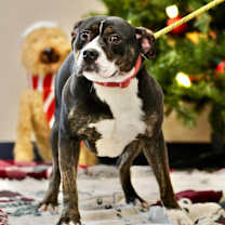 Thumbnail photo of Penny #3