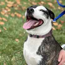 Thumbnail photo of Daisy #4