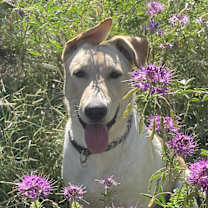 Thumbnail photo of Whiskey #1