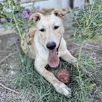 Thumbnail photo of Whiskey #2