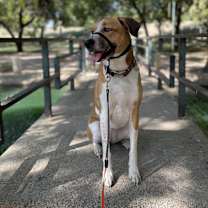 Thumbnail photo of Sadie #4