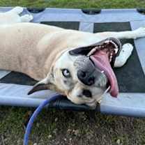 Thumbnail photo of Woody #2