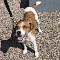 Thumbnail photo of Bo #1