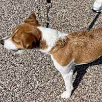 Thumbnail photo of Bo #2