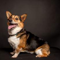 Thumbnail photo of Huck #1