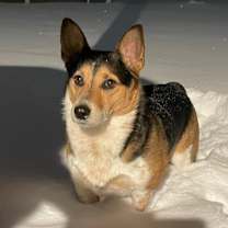 Thumbnail photo of Huck #4