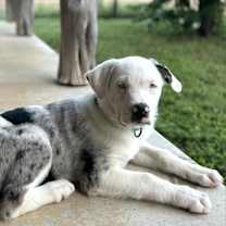 Thumbnail photo of Van Gogh #4