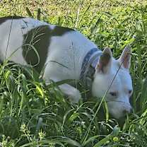 Thumbnail photo of Sugar #1