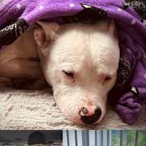 Thumbnail photo of Sugar #4