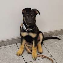 Thumbnail photo of Midnight #1