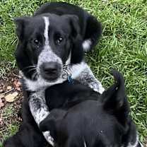 Thumbnail photo of Loki #1