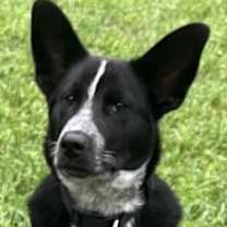 Thumbnail photo of Loki #3