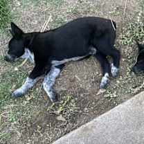 Thumbnail photo of Loki #4