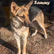 Thumbnail photo of Sweet Sammy #1